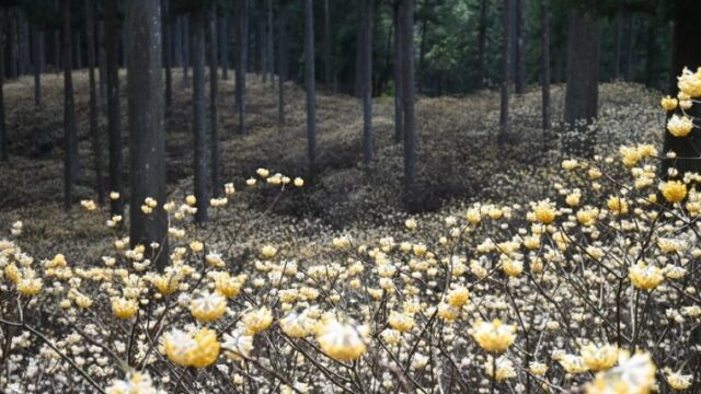 甘い香りのミツマタ群生地の散策で春の訪れを感じる Nonoguni Travel