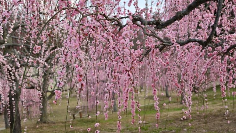 風早の里で 梅 藤 紫陽花の壮大な花園の景色を楽しむ Nonoguni Travel