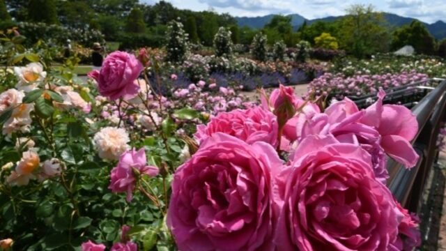 春から初夏を彩るお花を無料で見れる花園 農業公園松阪ベルファーム Nonoguni Travel